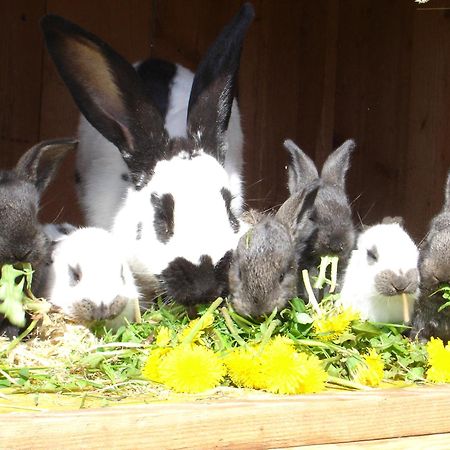 Bio-Bauernhof Bachangerhof ケセン エクステリア 写真